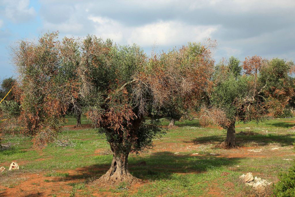 Xylella fastidiosa 2