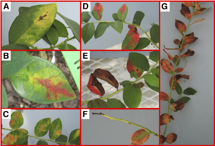 Xylella fastidiosa