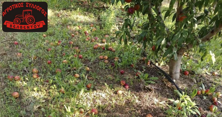 agrotikos sillogos velventou anakoinosi home
